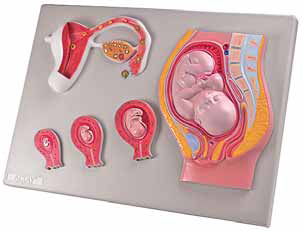 Fetal Development